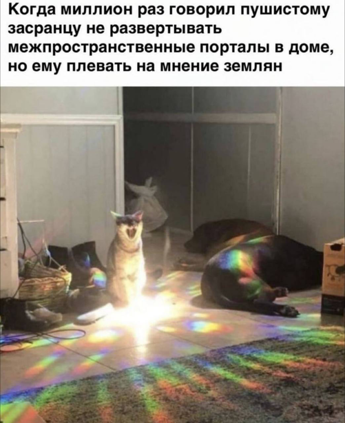 Время мемов про котиков😄 | Сетка — социальная сеть от hh.ru