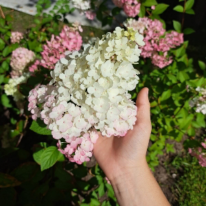 Дарья Кудряшова