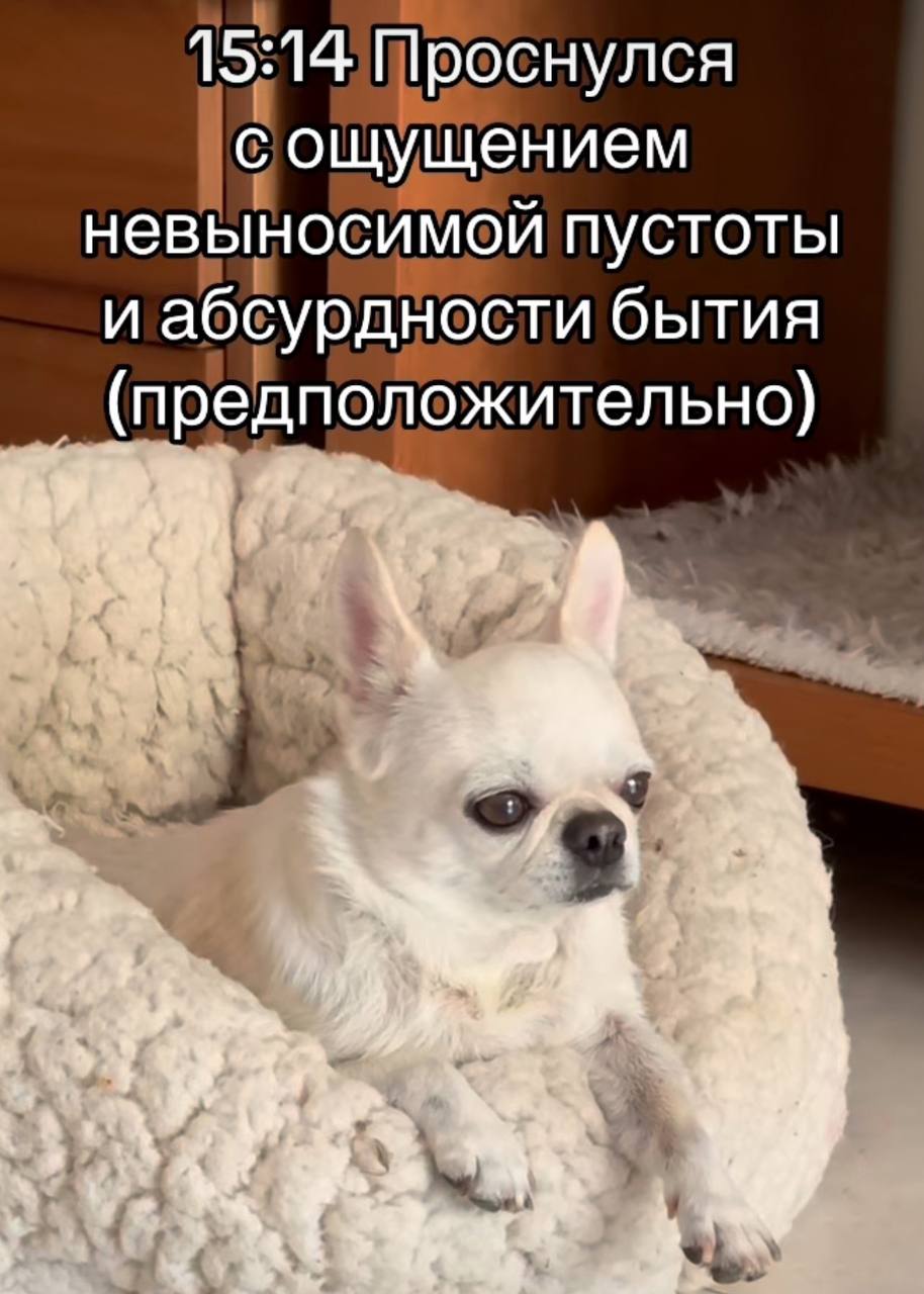 В Твиттере нашли лучшее место в интернете — аккаунт чихуахуа по имени Джеки Чан. И в некоторых моментах мы с этим пёселем очень похожи.
Забирайте на случай важных переговоров!
🍕зумеры любят пиццу? | Сетка — социальная сеть от hh.ru