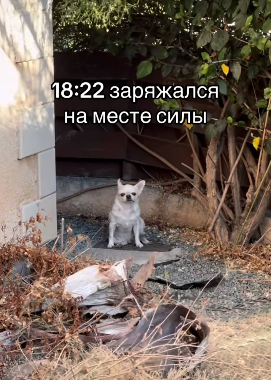 В Твиттере нашли лучшее место в интернете — аккаунт чихуахуа по имени Джеки Чан. И в некоторых моментах мы с этим пёселем очень похожи.
Забирайте на случай важных переговоров!
🍕зумеры любят пиццу? | Сетка — социальная сеть от hh.ru