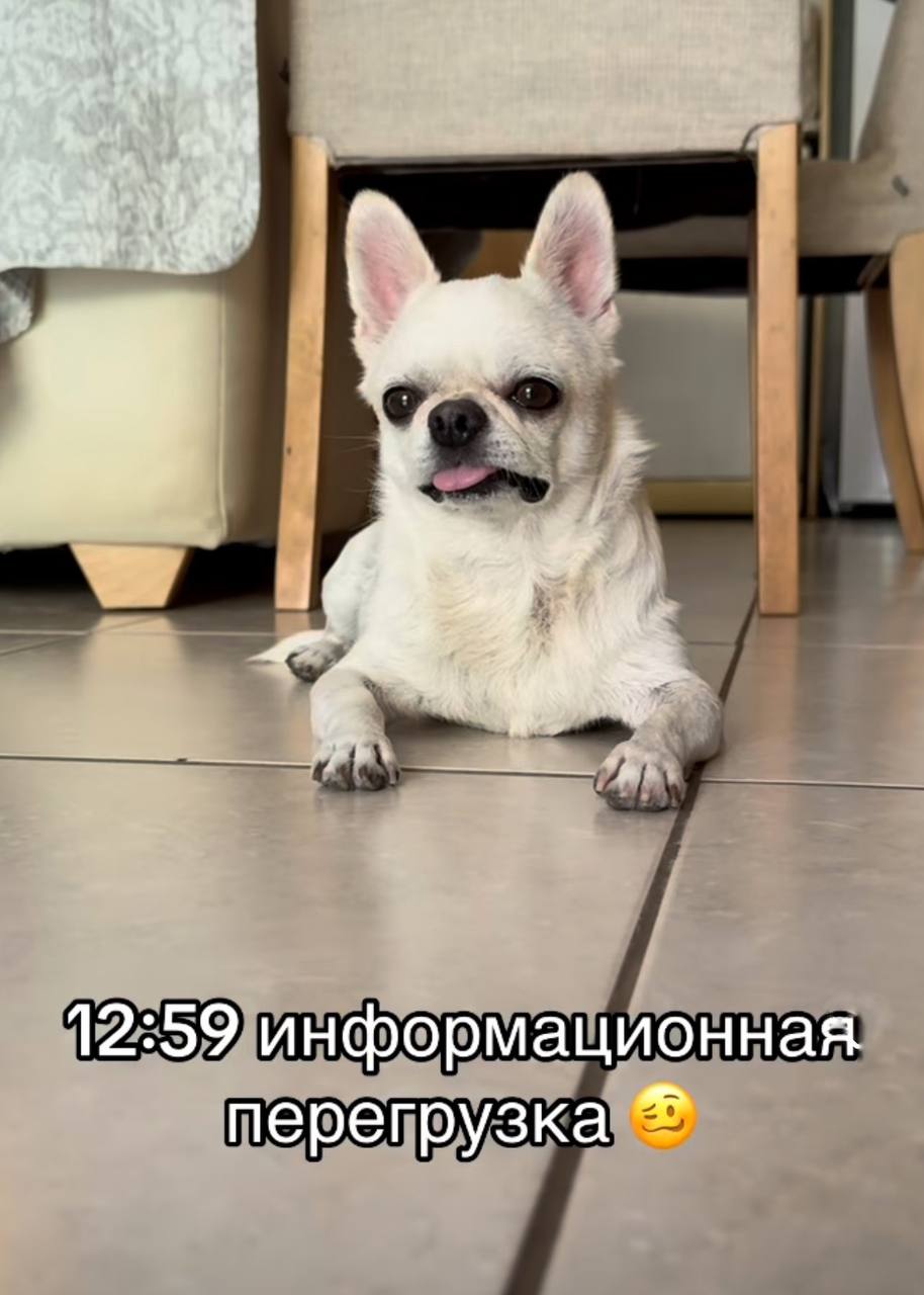 В Твиттере нашли лучшее место в интернете — аккаунт чихуахуа по имени Джеки Чан. И в некоторых моментах мы с этим пёселем очень похожи.
Забирайте на случай важных переговоров!
🍕зумеры любят пиццу? | Сетка — социальная сеть от hh.ru
