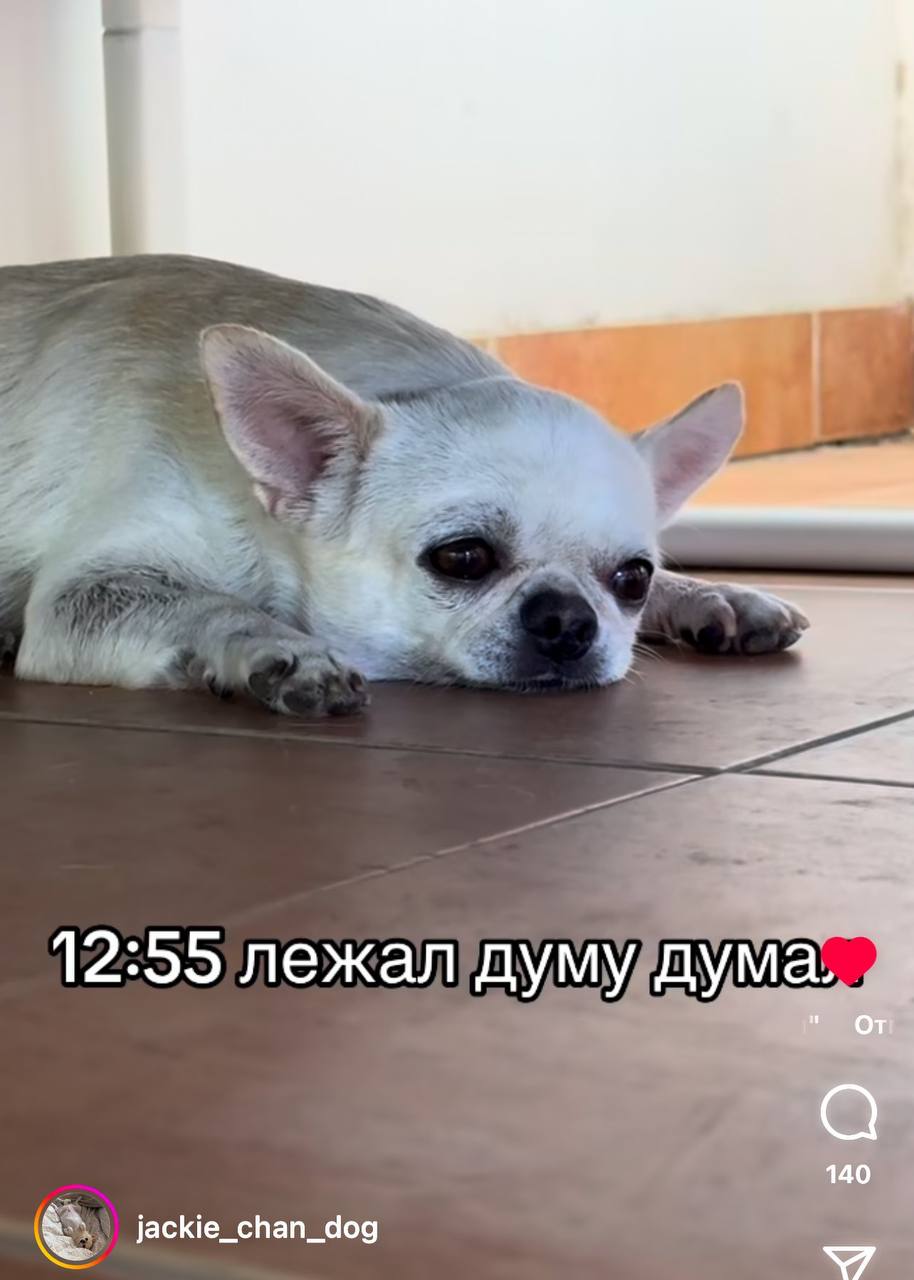 В Твиттере нашли лучшее место в интернете — аккаунт чихуахуа по имени Джеки Чан. И в некоторых моментах мы с этим пёселем очень похожи.
Забирайте на случай важных переговоров!
🍕зумеры любят пиццу? | Сетка — социальная сеть от hh.ru