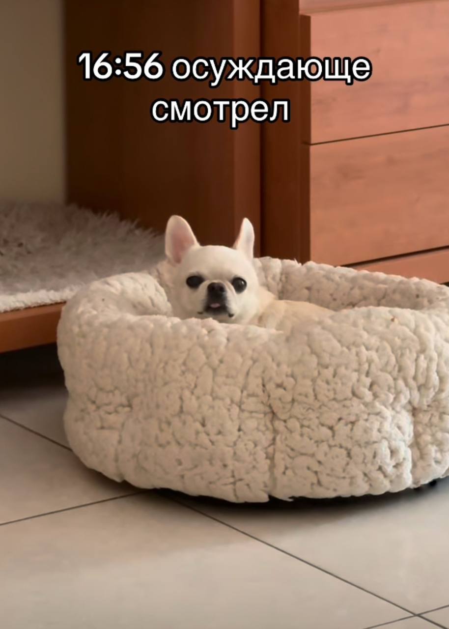 В Твиттере нашли лучшее место в интернете — аккаунт чихуахуа по имени Джеки Чан. И в некоторых моментах мы с этим пёселем очень похожи.
Забирайте на случай важных переговоров!
🍕зумеры любят пиццу? | Сетка — социальная сеть от hh.ru