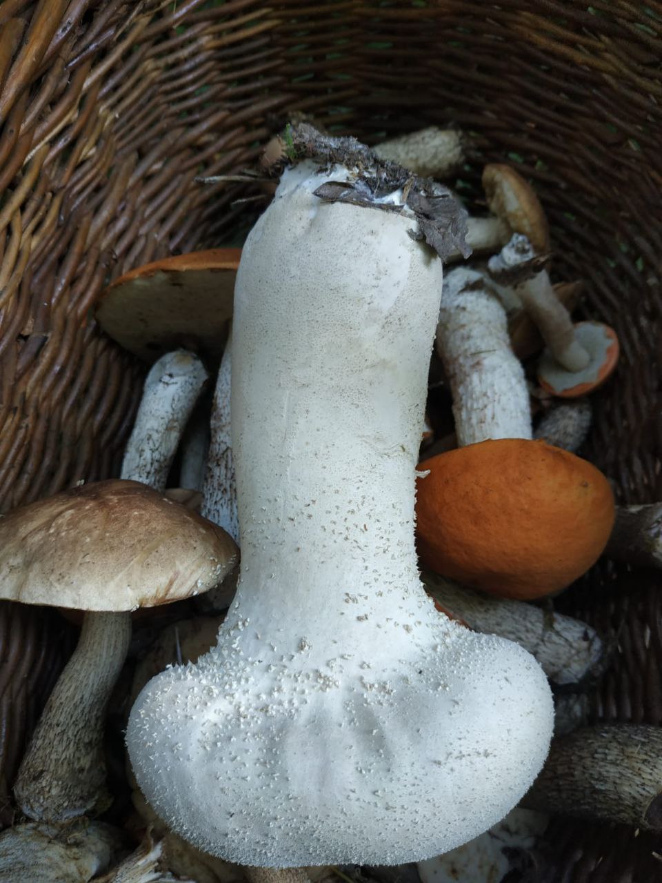 Осторожно, 18+!
Кто из подписчиков просил фото с грибами? 😂
Фото прислал муж, он в лесах сегодня с детьми | Сетка — социальная сеть от hh.ru