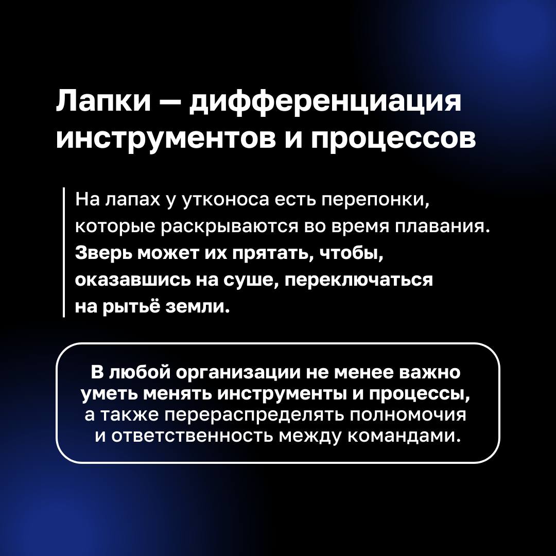 ❓ Как связаны утконосы и бизнес ❓
Этот уникальный зверек, сочетающий в себе черты разных животных, прекрасно адаптирован к изменениям и новым условиям | Сетка — социальная сеть от hh.ru