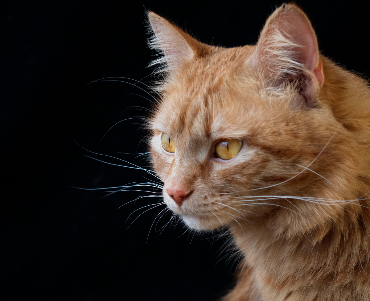 Екатерина Козырева