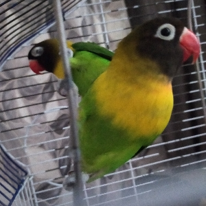 Мухаммад Хикматтулоев