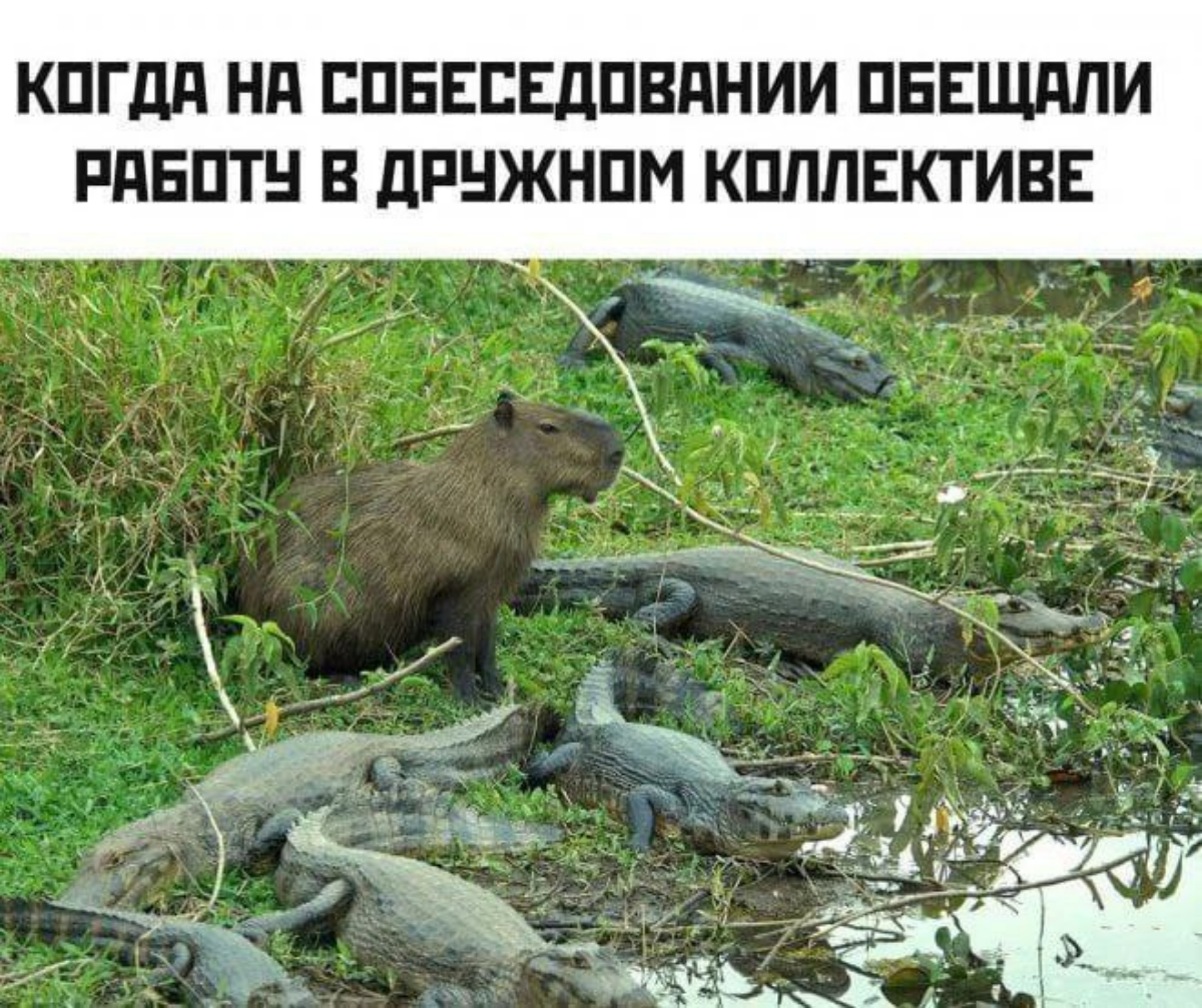 Коллектив дружный, а ты - нет. 😁😁😁
#мем #работа #вомбат #капибара #утро #понедельник | Сетка — социальная сеть от hh.ru