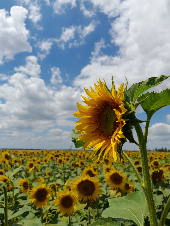 У бесконтактных платедей iOS в России есть будущее? | Сетка — социальная сеть от hh.ru