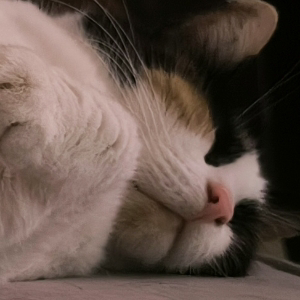 Дарья Арефьева