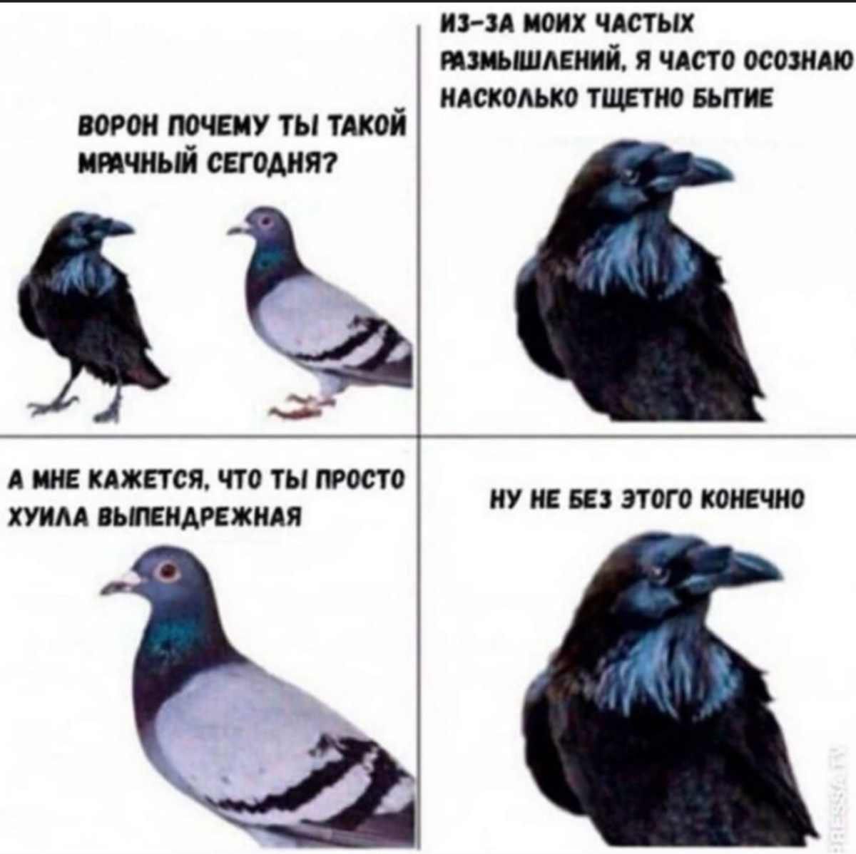 comment image