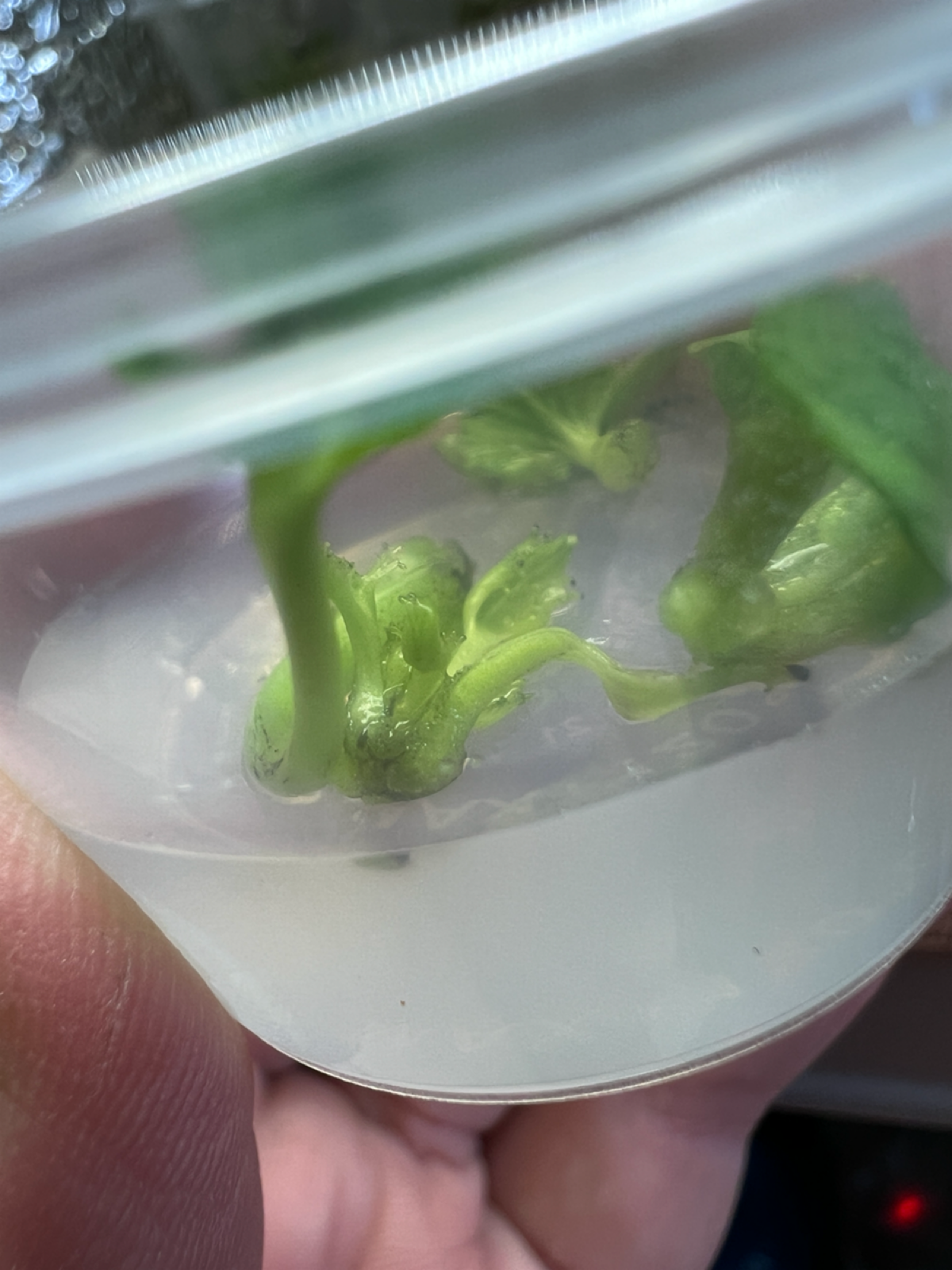 Продолжаю наблюдение за эксплантами на собственной среде MS
Отсутствовал дома 18 дней. Было волнительно за экспланты и растения, но всё прошло гладко | Сетка — социальная сеть от hh.ru