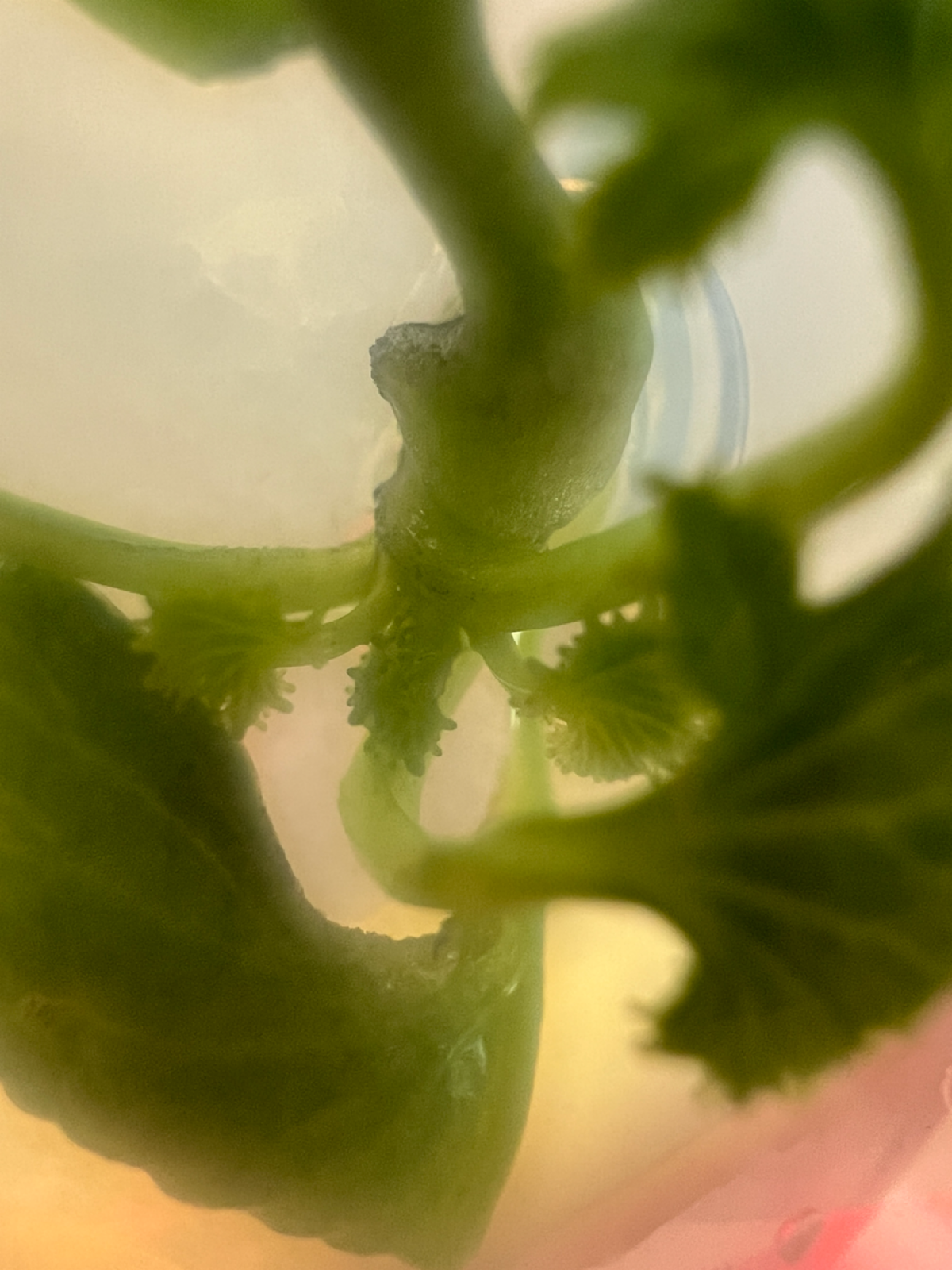 Продолжаю наблюдение за эксплантами на собственной среде MS
Отсутствовал дома 18 дней. Было волнительно за экспланты и растения, но всё прошло гладко | Сетка — социальная сеть от hh.ru