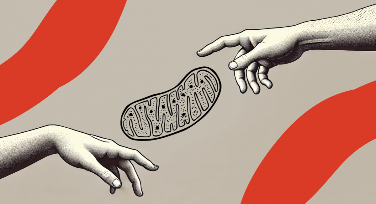 Мы писали не раз про митохондрии, и вы уже привыкли, наверное, что их называют клеточными электростанциями. Но, как показывают исследования, функций у митохондрий гораздо больше | Сетка — социальная сеть от hh.ru