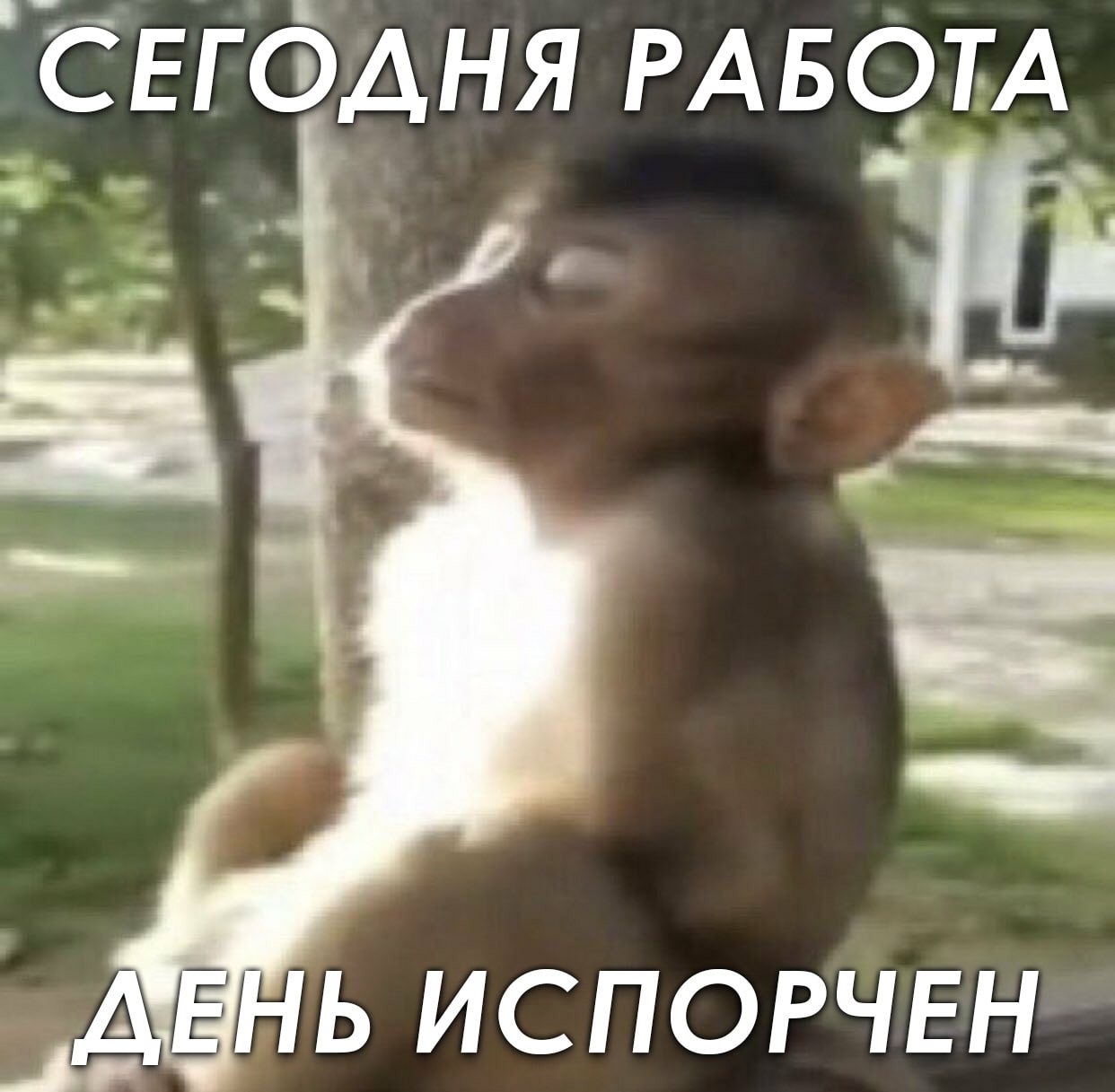 ➡️ отправь в телеге мем коллеге | Сетка — социальная сеть от hh.ru