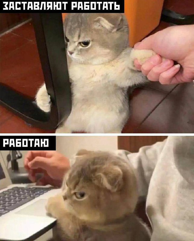 Середина недели требует мемов | Сетка — социальная сеть от hh.ru