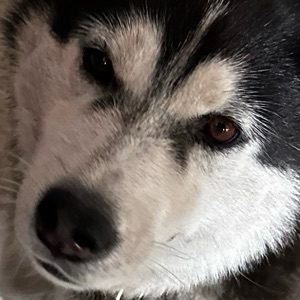 Валерий Богданов