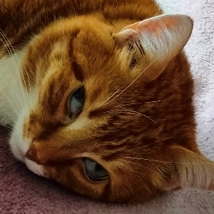 Zzzz Zzzz