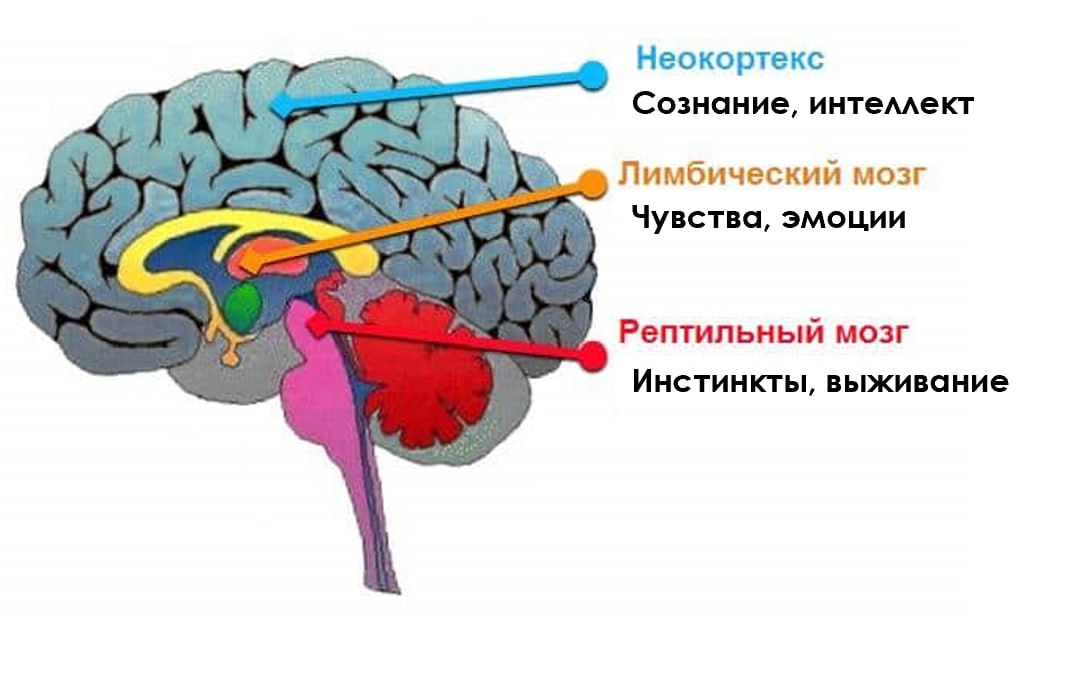 Знаете почему мы сопротивляемся изменениям?
Это не наш характер, не попытка сохранить статус кво. И да, это нормально. На самом деле нам мешает наша система безопасности | Сетка — социальная сеть от hh.ru
