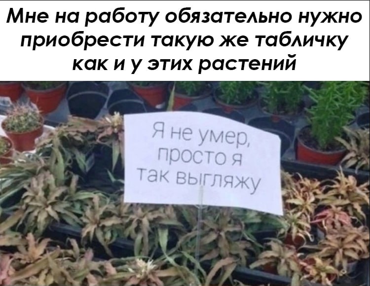 ➡️ отправь в телеге мем коллеге | Сетка — социальная сеть от hh.ru