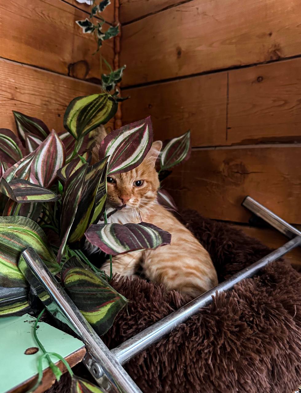 #Котикмой в 6 утра.. не проснулся еще, а уже фоткают. Реакций ему! 😊 | Сетка — социальная сеть от hh.ru