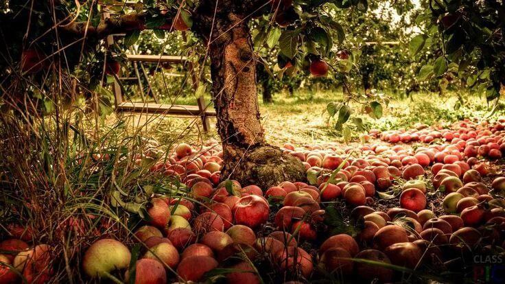 🍎🍏🍎🍏🍎🍏🍎🍏🍎🍏🍎🍏🍎🍏🍎🍏
Приходит время упаданью яблок.
Уходит август – время сентябрю.
Приходит время свадеб и гулянок,
Когда так часто слышится люблю | Сетка — социальная сеть от hh.ru