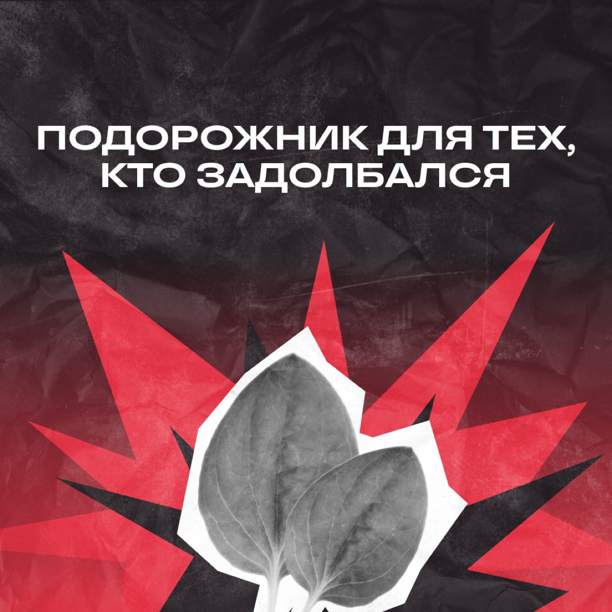 Пост для тех, кому срочно нужно приложить подорожник к проблемам. Выбирайте свой 🙈 | Сетка — социальная сеть от hh.ru