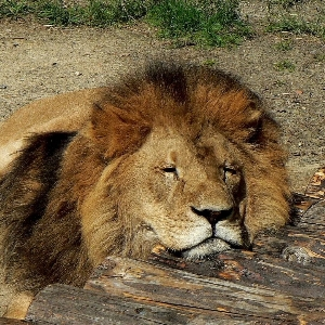 Надежда Лев | Сетка — социальная сеть от hh.ru