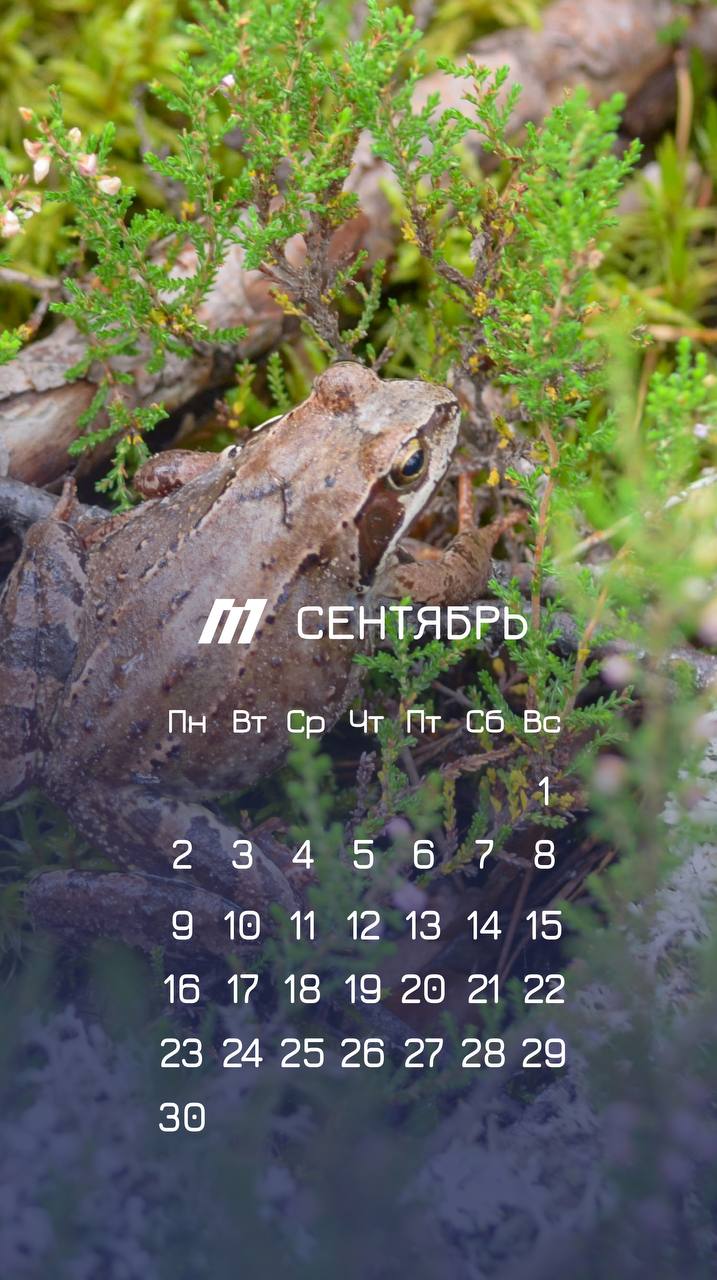 Сделали для вас подборку осенних заставок для телефона 📱
📌Скачать в хорошем качестве | Сетка — социальная сеть от hh.ru