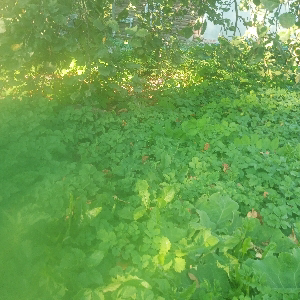 Фардун Рачабв