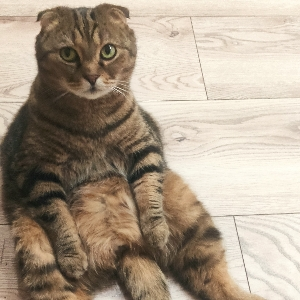 Владимир Дмитриев