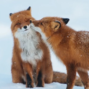 Алиса Лисичкина