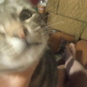 Серж Кот