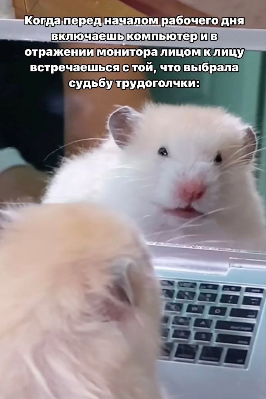➡️ отправь в телеге мем коллеге | Сетка — социальная сеть от hh.ru