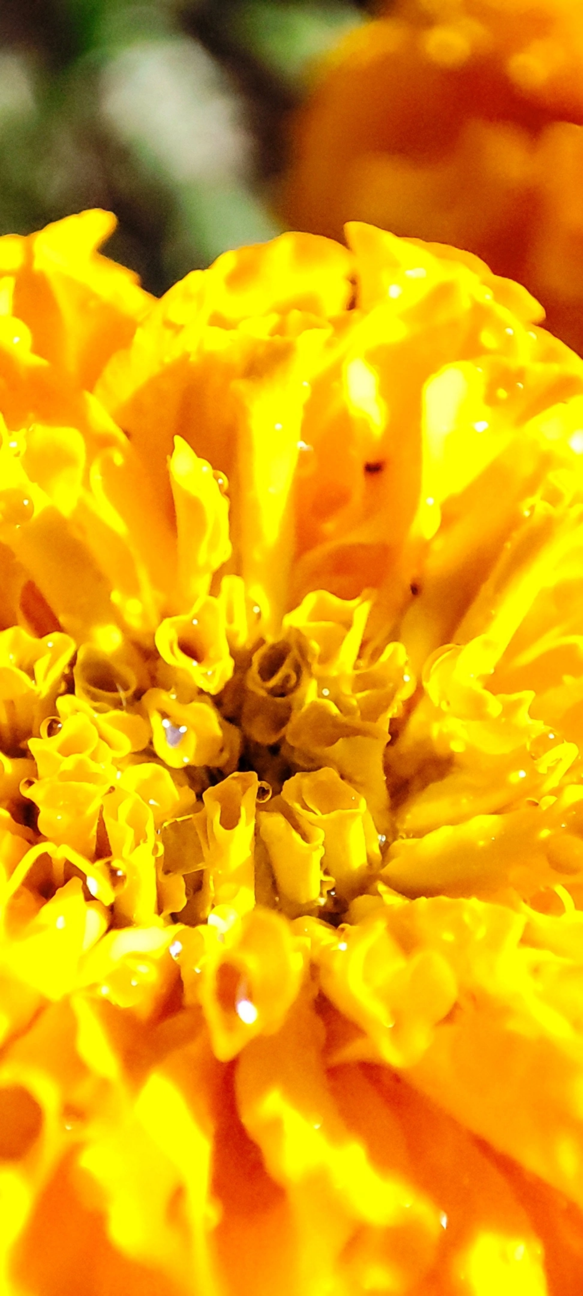 Радуга осенних цветов в парке им. М. Горького 🌼🌺🌻
#таганрог #осень #паркГорького 
#красота #цветы #попути #gavr188 | Сетка — социальная сеть от hh.ru