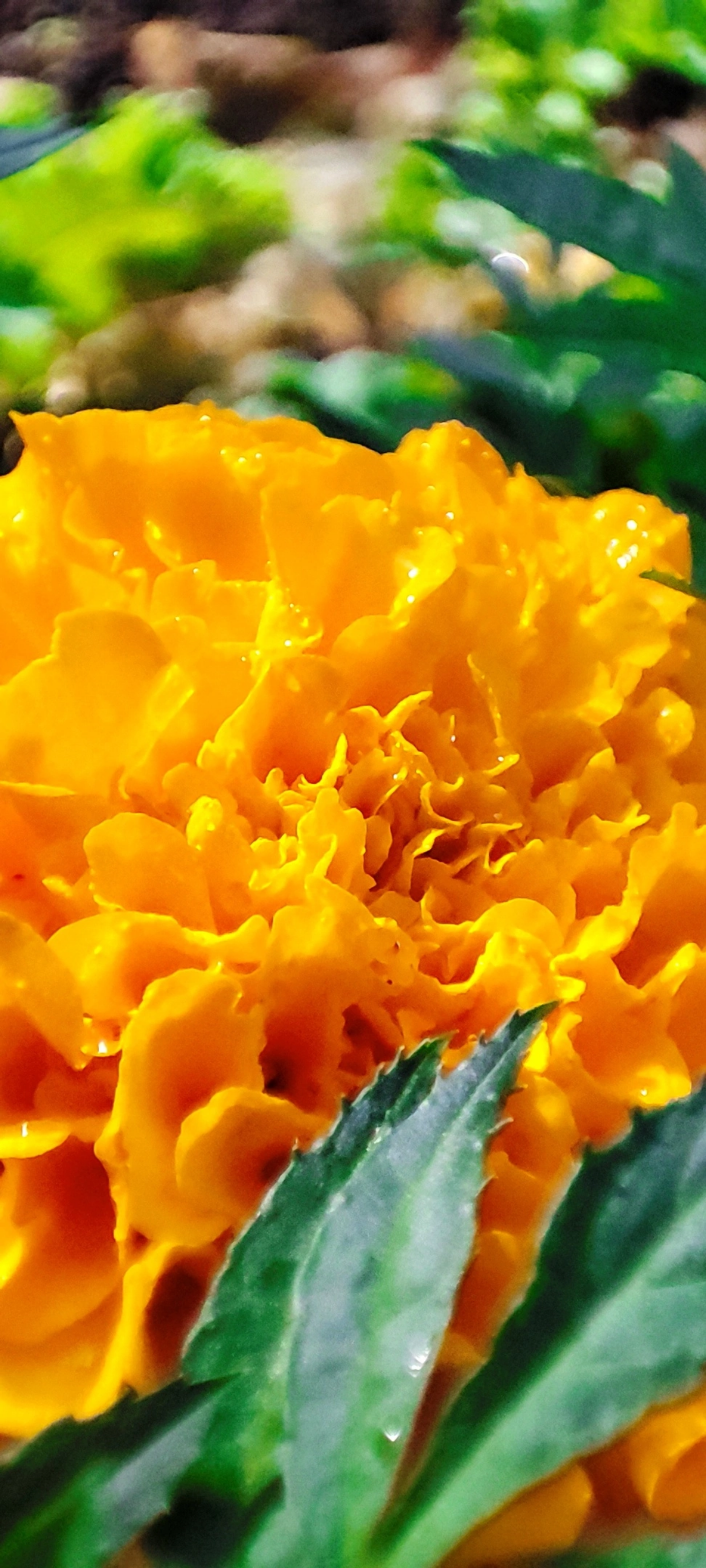 Радуга осенних цветов в парке им. М. Горького 🌼🌺🌻
#таганрог #осень #паркГорького 
#красота #цветы #попути #gavr188 | Сетка — социальная сеть от hh.ru