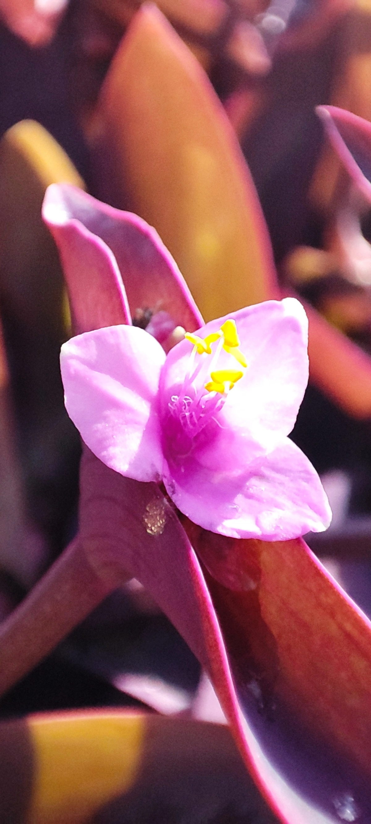 Радуга осенних цветов в парке им. М. Горького 🌼🌺🌻
#таганрог #осень #паркГорького 
#красота #цветы #попути #gavr188 | Сетка — социальная сеть от hh.ru
