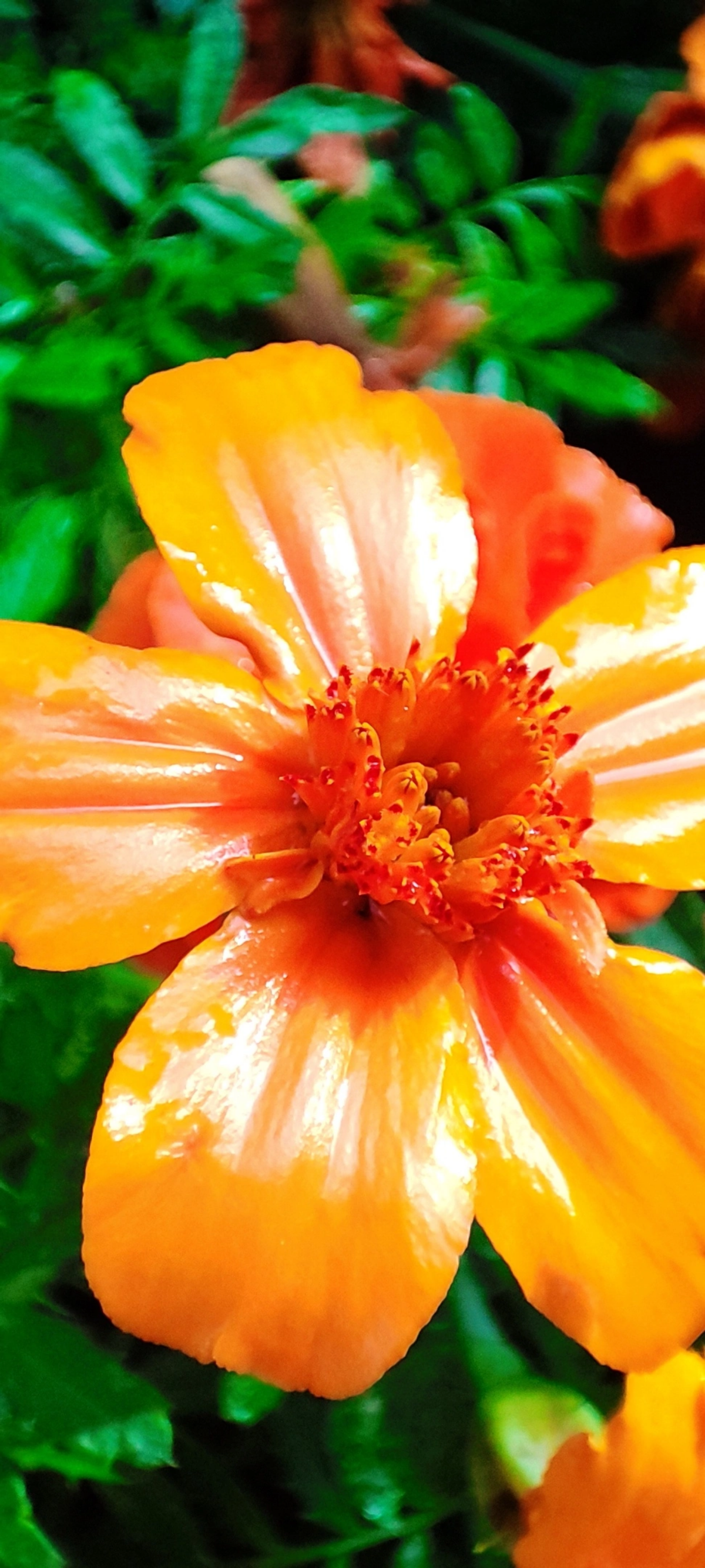 Радуга осенних цветов в парке им. М. Горького 🌼🌺🌻
#таганрог #осень #паркГорького 
#красота #цветы #попути #gavr188 | Сетка — социальная сеть от hh.ru