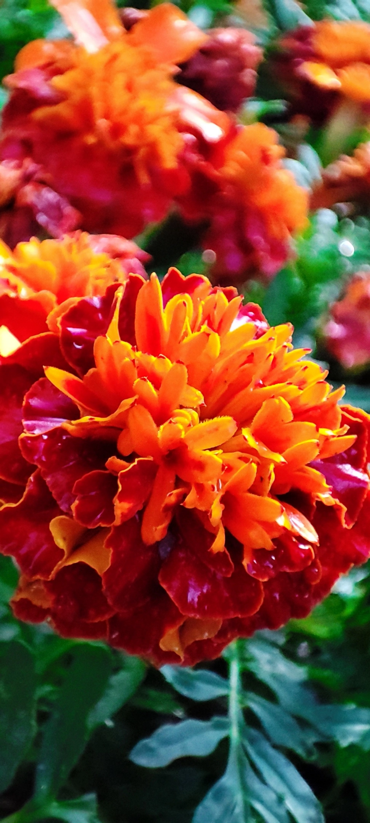 Радуга осенних цветов в парке им. М. Горького 🌼🌺🌻
#таганрог #осень #паркГорького 
#красота #цветы #попути #gavr188 | Сетка — социальная сеть от hh.ru