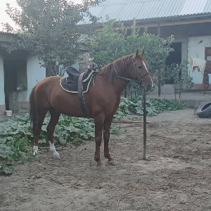 Баха Норов