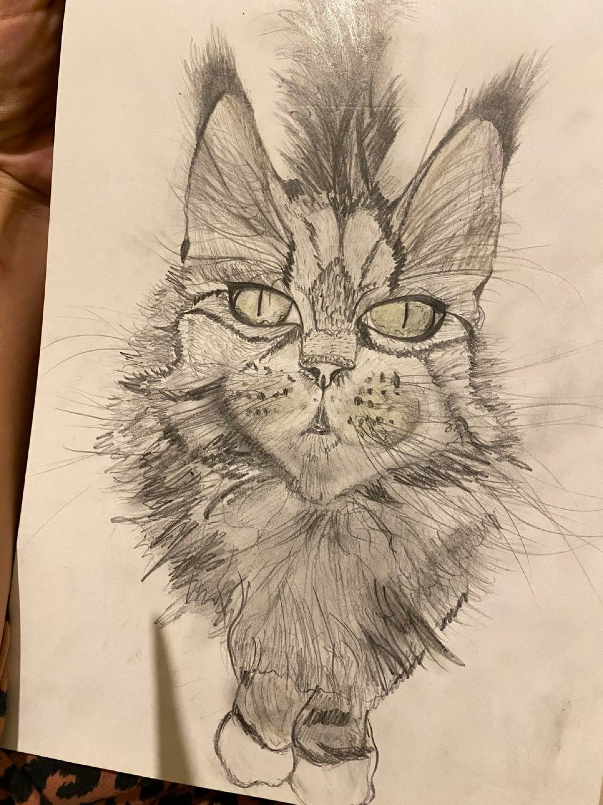 Картина А4. Уголь. «Кошка» Сиба | Сетка — социальная сеть от hh.ru