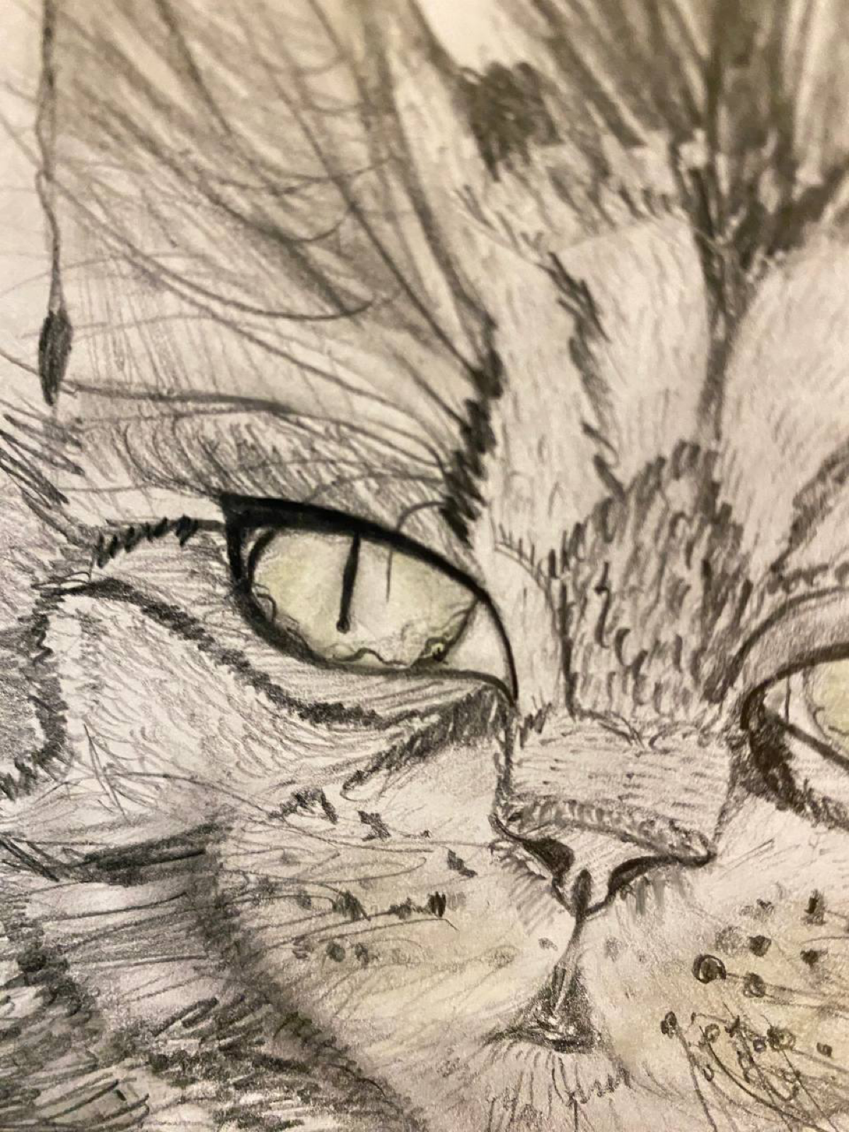 Картина А4. Уголь. «Кошка» Сиба | Сетка — социальная сеть от hh.ru