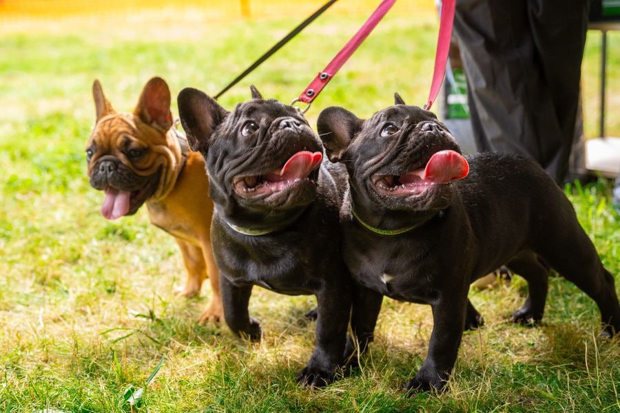 🐶 Фестиваль Petshop Days пройдет в эти выходные в Саду им | Сетка — социальная сеть от hh.ru