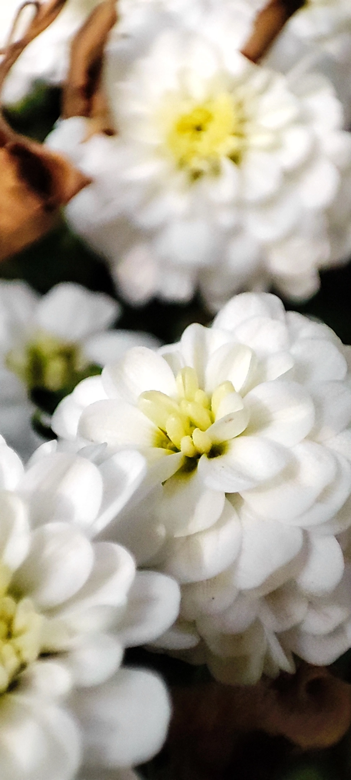 Осень наступает неспешно, город ещё во власти красок лета 🌼☀🌼
#таганрог #осень #утреняяпрогулка
#красота #цветы #попути #gavr188 | Сетка — социальная сеть от hh.ru