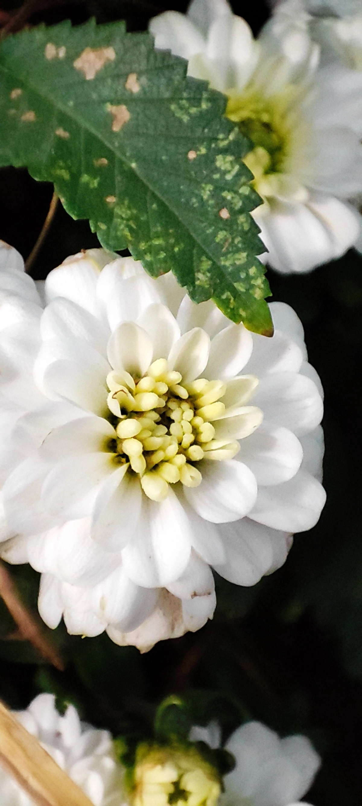 Осень наступает неспешно, город ещё во власти красок лета 🌼☀🌼
#таганрог #осень #утреняяпрогулка
#красота #цветы #попути #gavr188 | Сетка — социальная сеть от hh.ru