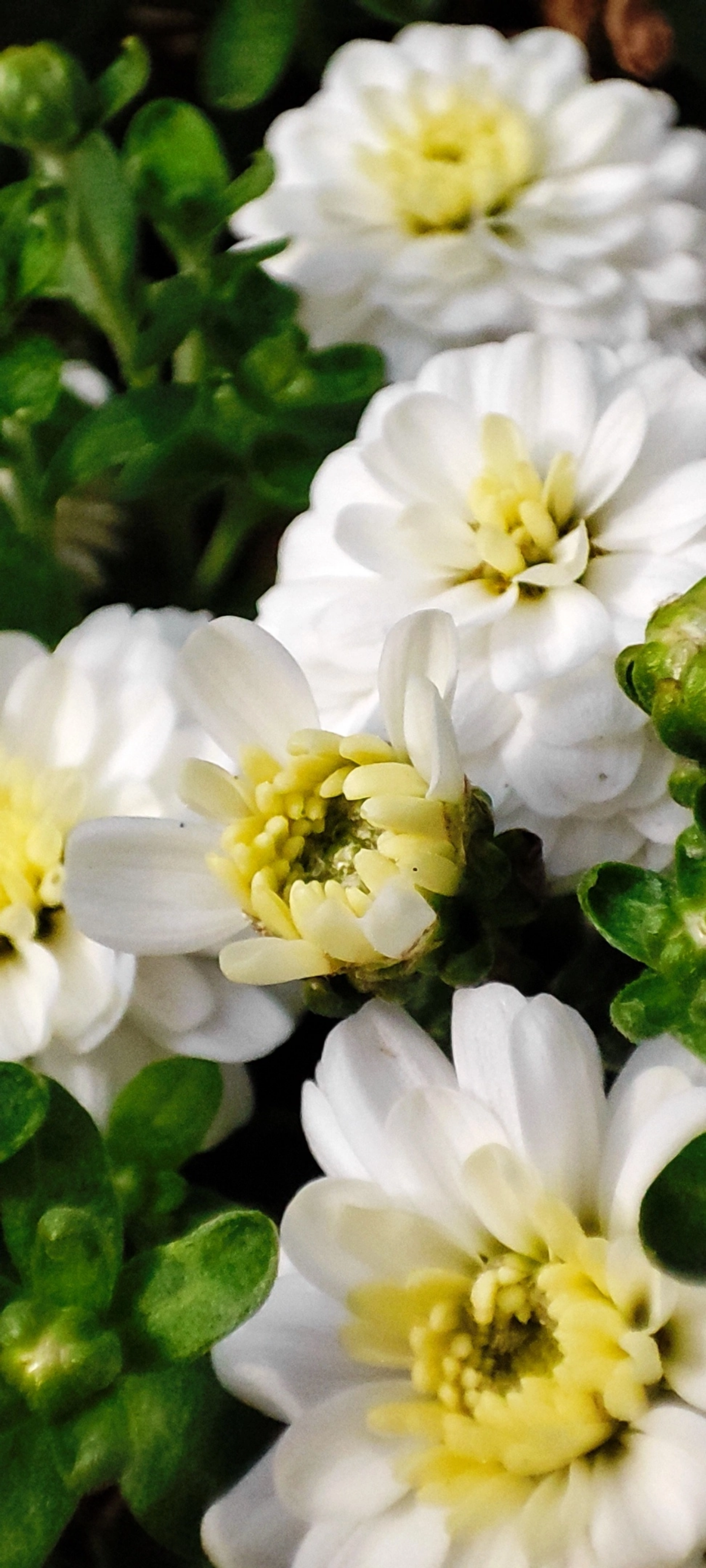 Осень наступает неспешно, город ещё во власти красок лета 🌼☀🌼
#таганрог #осень #утреняяпрогулка
#красота #цветы #попути #gavr188 | Сетка — социальная сеть от hh.ru