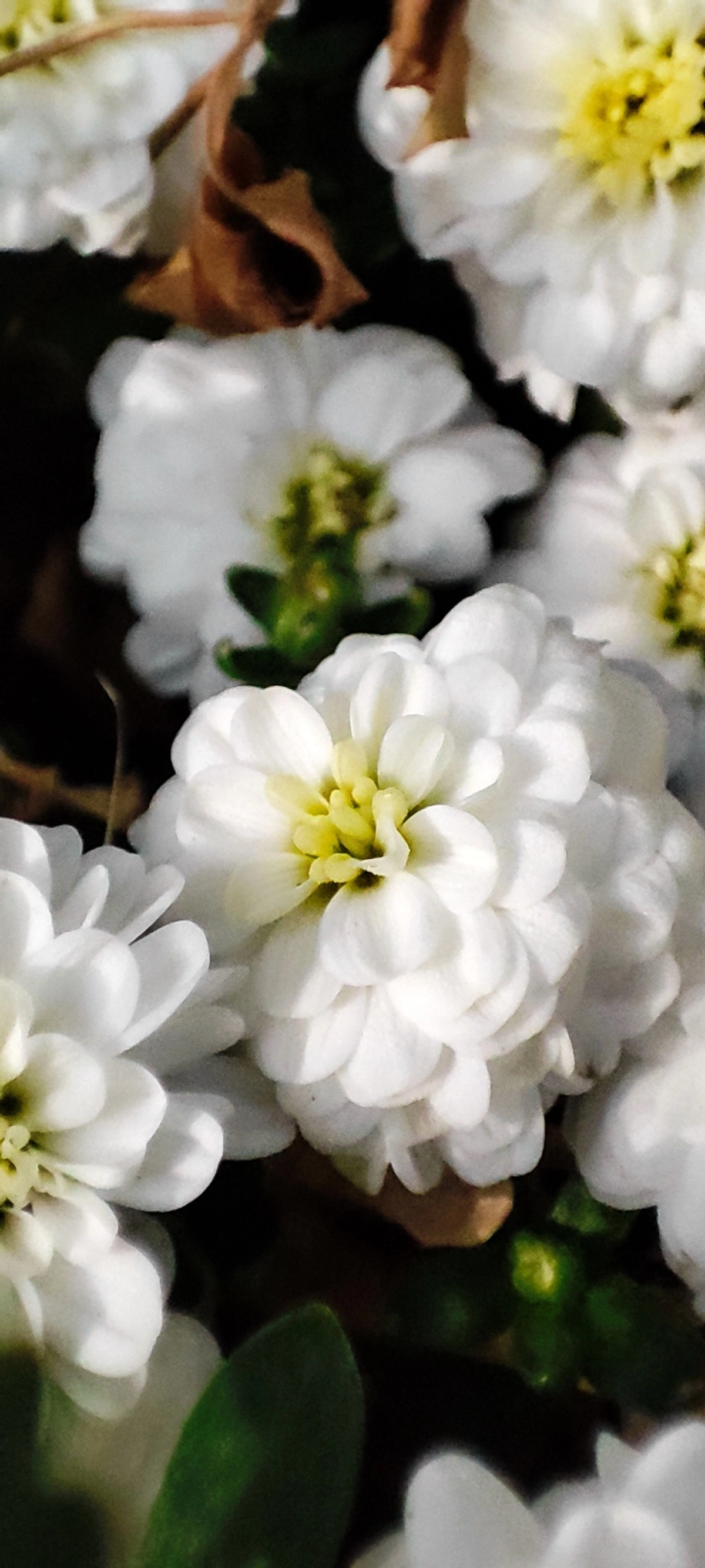 Осень наступает неспешно, город ещё во власти красок лета 🌼☀🌼
#таганрог #осень #утреняяпрогулка
#красота #цветы #попути #gavr188 | Сетка — социальная сеть от hh.ru