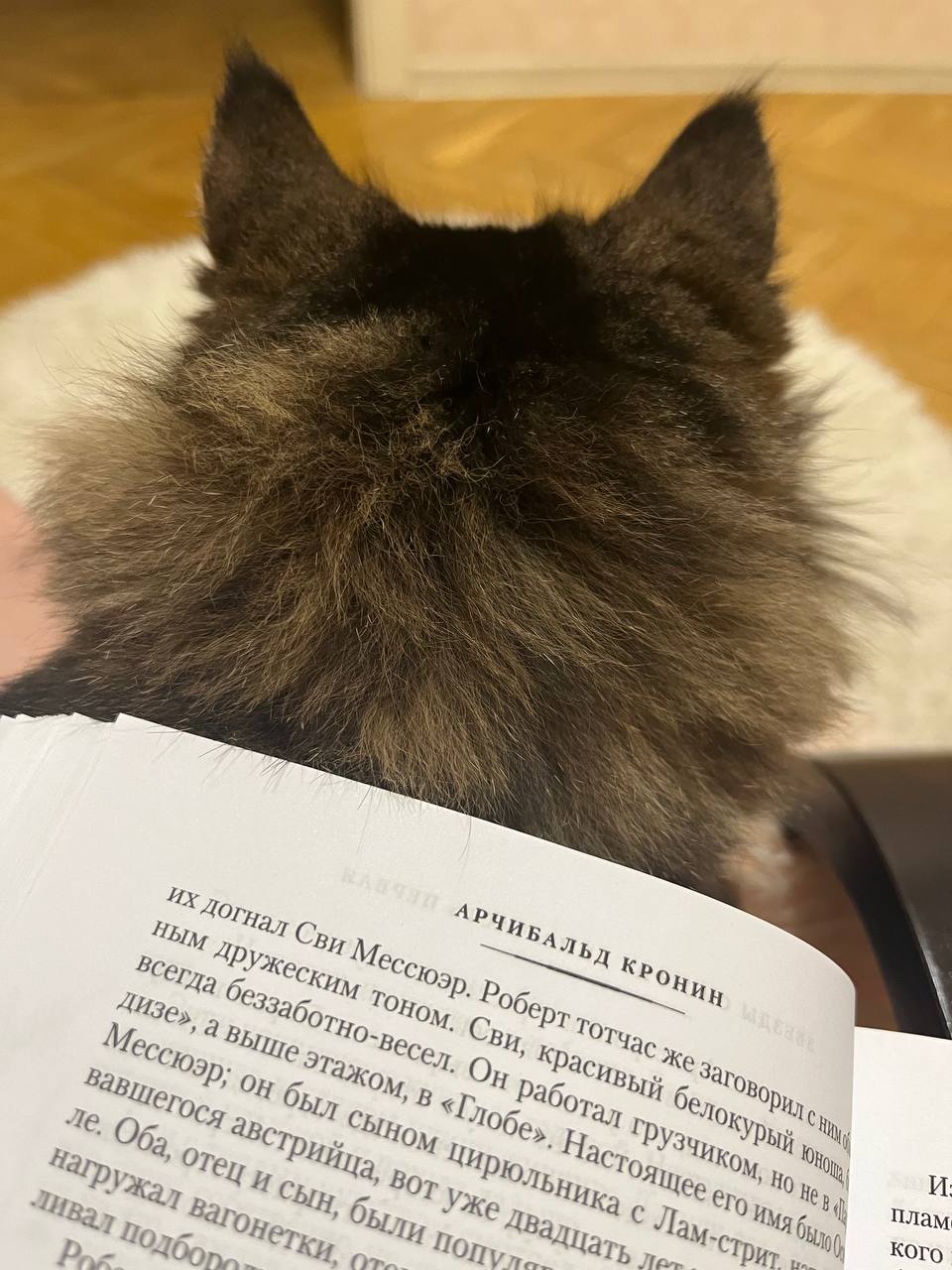 📚 Кронин не подкачал 🌚 став для меня открытием этого года, автор держит первенство и, кажется, вот-вот сместит с пьедестала Достоевского ☀️
пока что роман «Звёзды смотрят вниз» нравится мне больше «За... | Сетка — социальная сеть от hh.ru