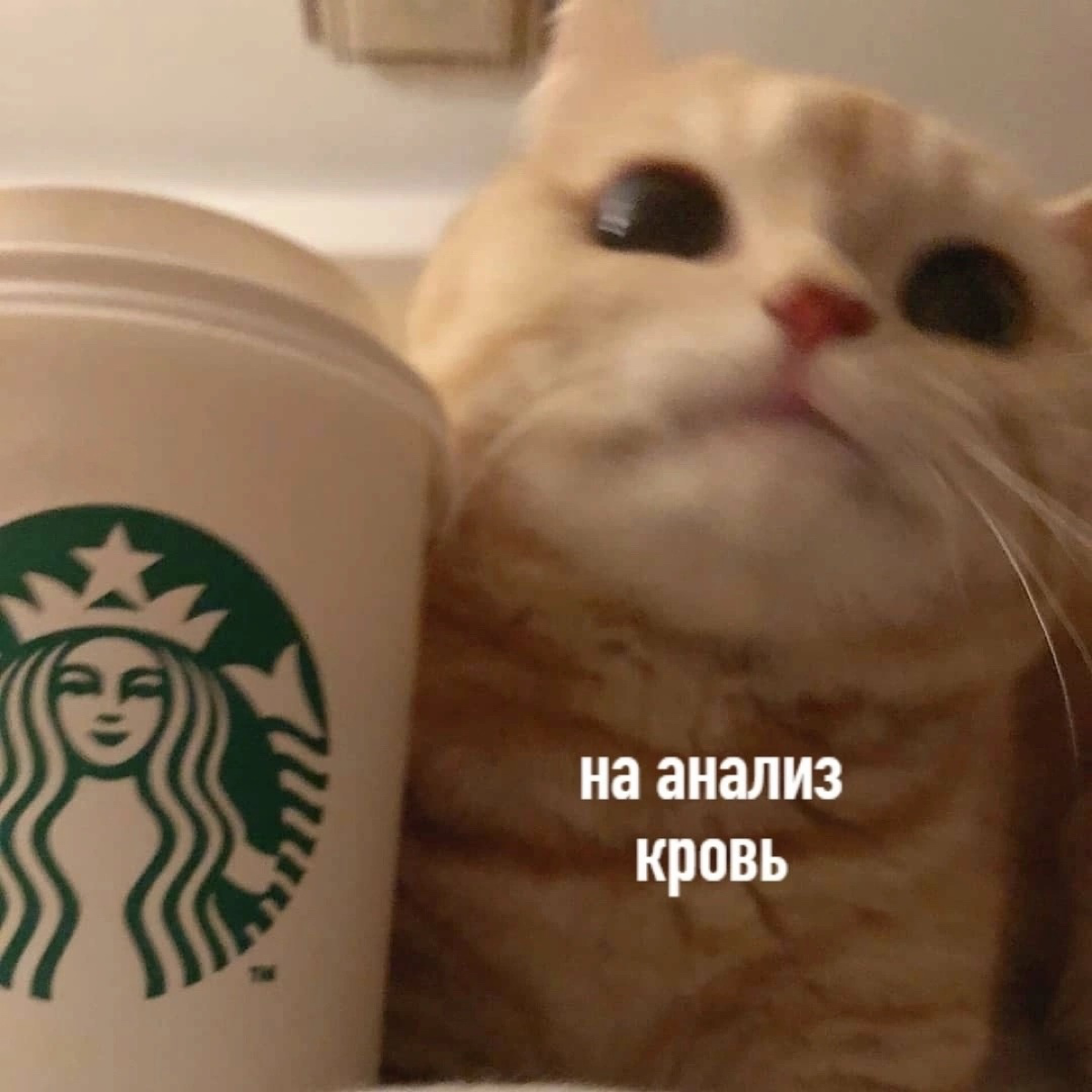 Сколько чашек кофею вы выпиваете в день? | Сетка — социальная сеть от hh.ru