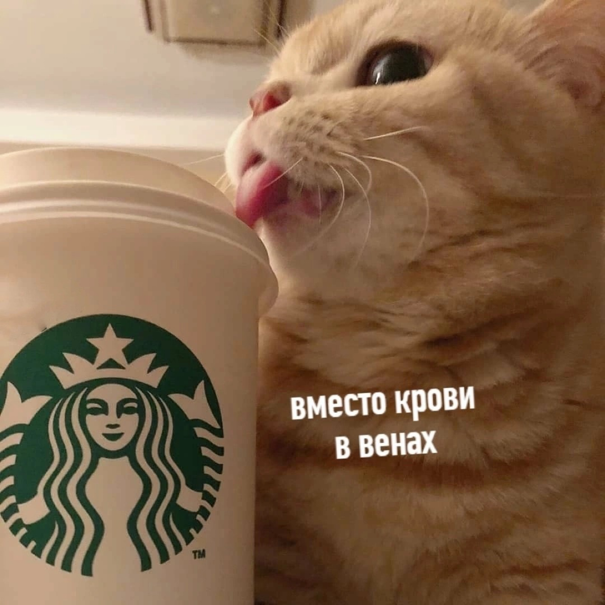 Сколько чашек кофею вы выпиваете в день? | Сетка — социальная сеть от hh.ru